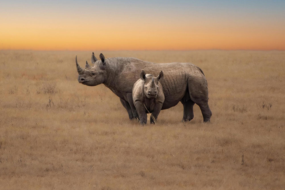 Serengeti-Rhino