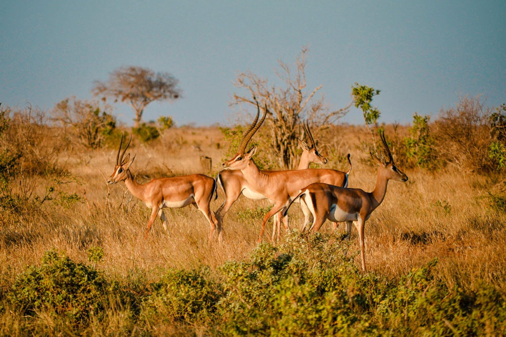 Udzungwa-Mountains-National-Park-Tanzania-Safari-3